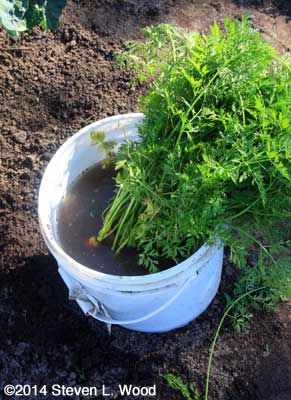 A quick rinse and soak