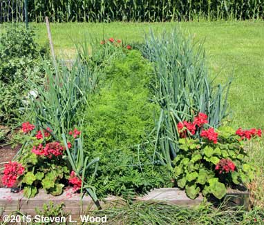 Onions and spring carrots - 2015