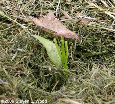 Cutworm damage