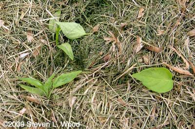 Cutworm damage