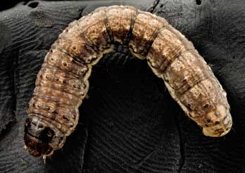 Balck cutworm