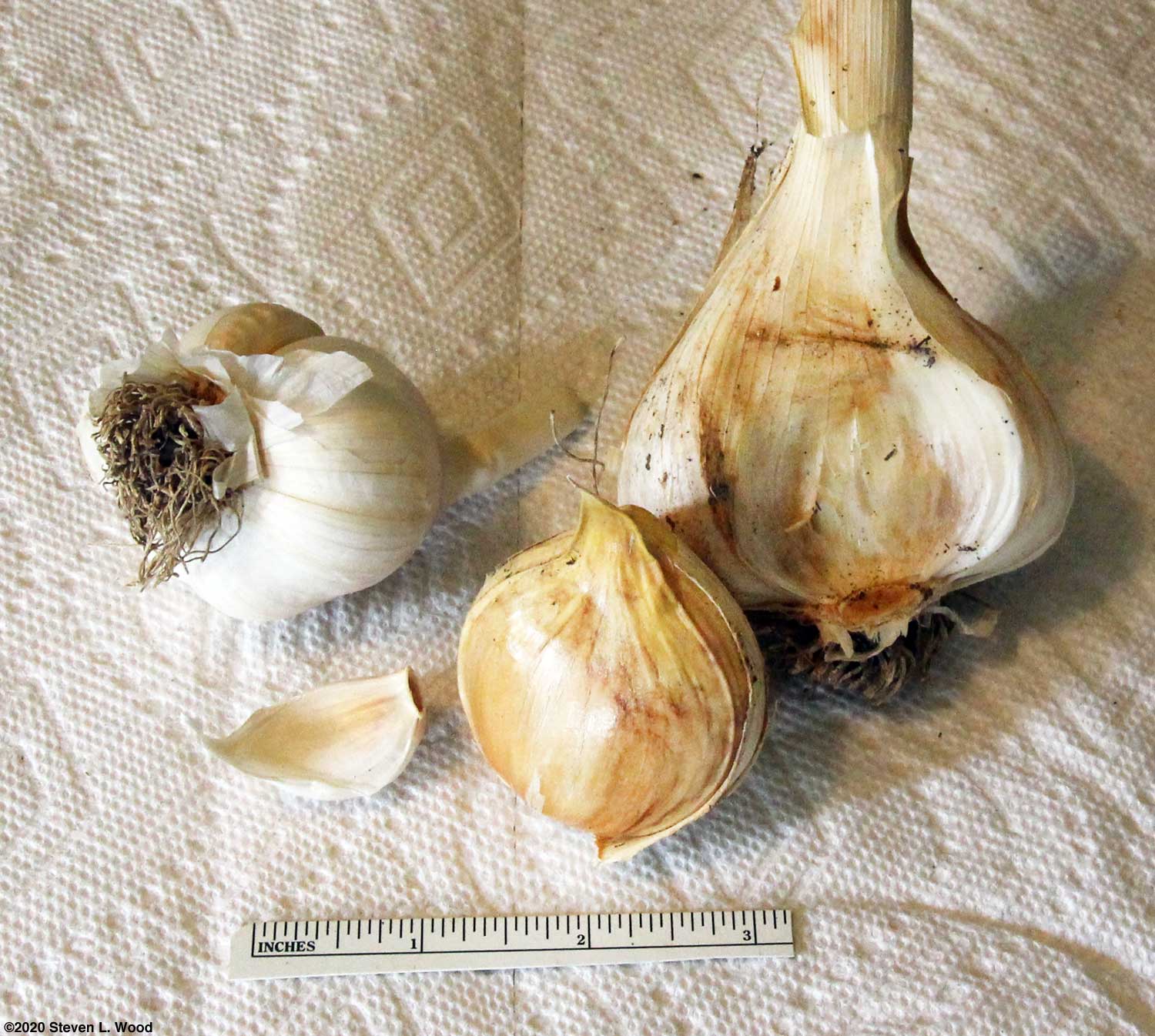 Growing Garlic