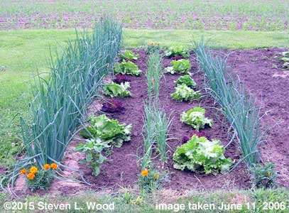 Softbed of onions and lettuce