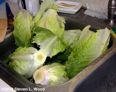 Head and romaine lettuce drying