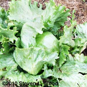 Soft head lettuce