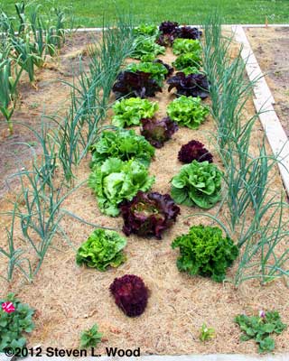 Lettuce softbed