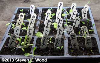 Young lettuce seedlings under lights