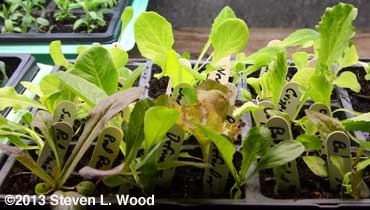 Same lettuce seedlings a few weeks later