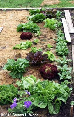 Lettuce patch