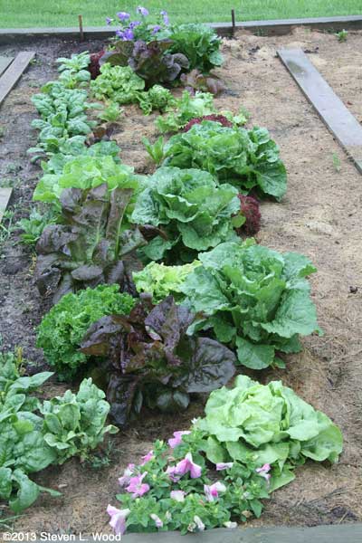Lettuce patch