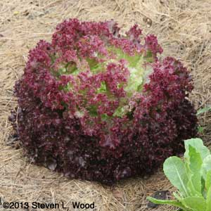 Red Lollo