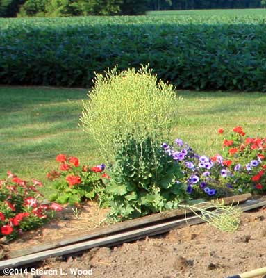Crispino lettuce blooming