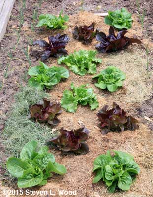 Lettuce