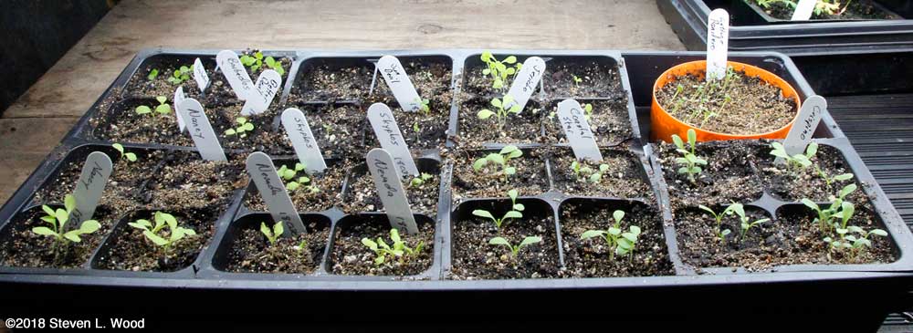 Lettuce up