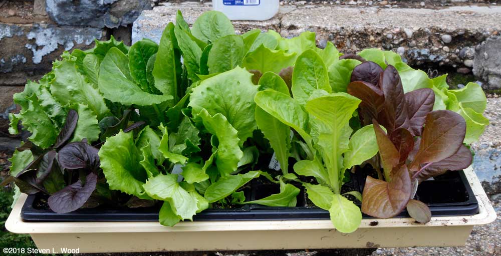 Tray of lettuce transplants
