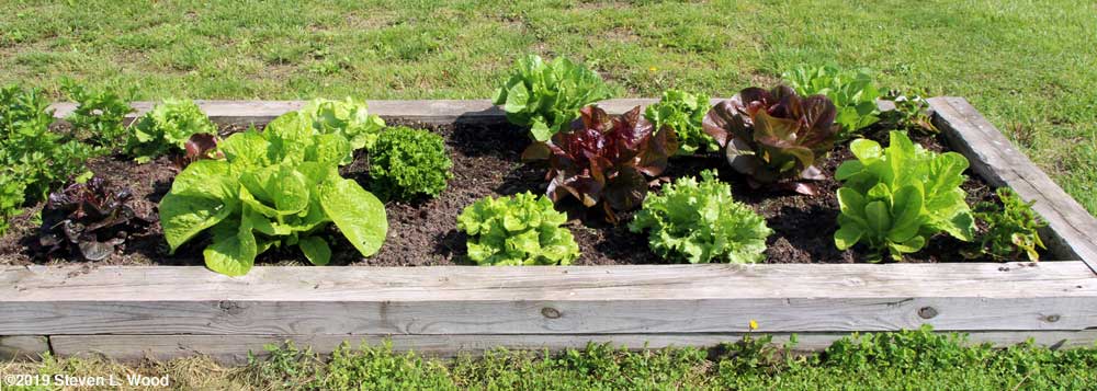 Lettuce bed -2019
