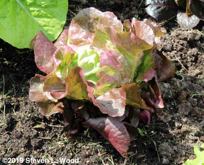 Lettuce - Skyphos
