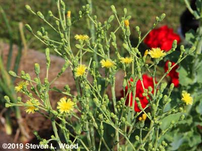 Blooms on Sun Devil lettuce plant