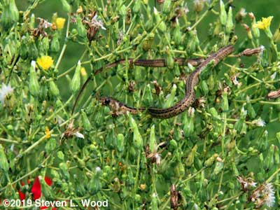 Garter snake on Sun Devil lettuce plant