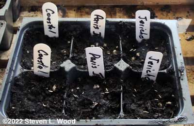 Four or five lettuce seeds per cell