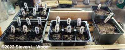 Lettuce seeded
