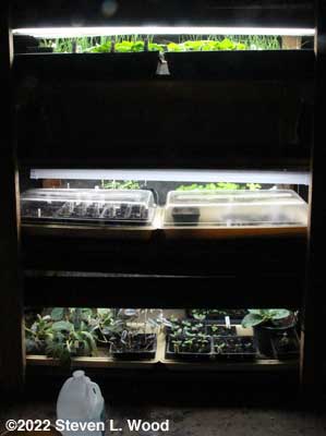 Plant rack in basement