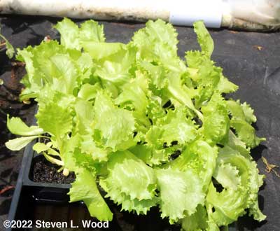 Crispino and Sun Devil transplants