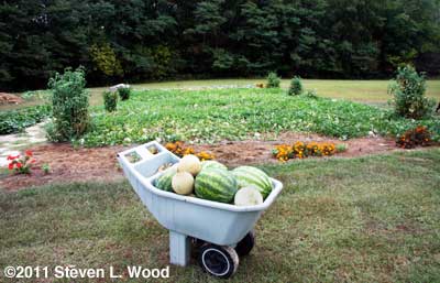 2011 Melon Patch