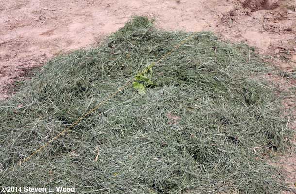 Mulched hill of melons