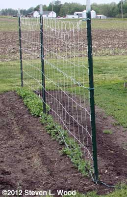 Single trellis for peas