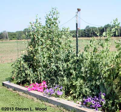 Spanish Skyscrapers outgrowing our other tall peas