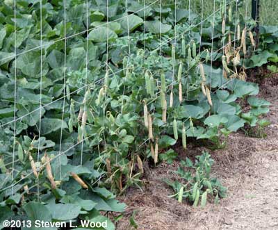 Pea pods drying on the vine for seed saving