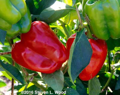 Earliest Red Sweet peppers