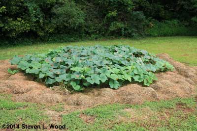 Waltham Butternut Squash planting