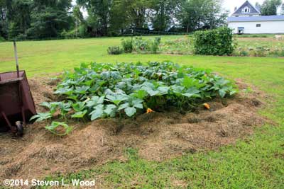 Howden pumpkin planting