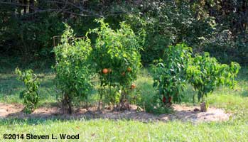 Moira & Paprika Supreme