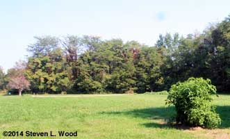 Isolated Quintes with East Garden in background
