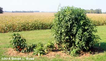 Peppers and Mountain Fresh and Mountain Merit