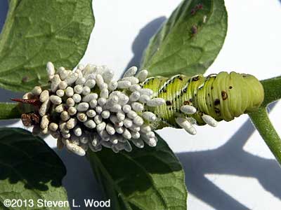 Parasitized hornworm