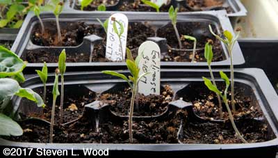 Recently germinated tomato plants