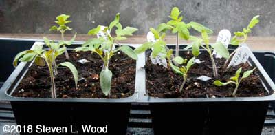Earlirouge tomato transplants