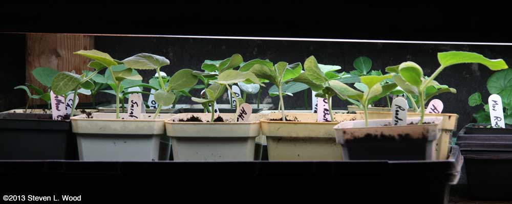 Melon transplants under plant lights