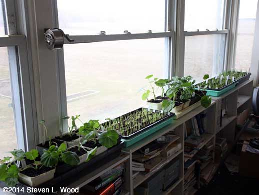 Transplants in sunroom