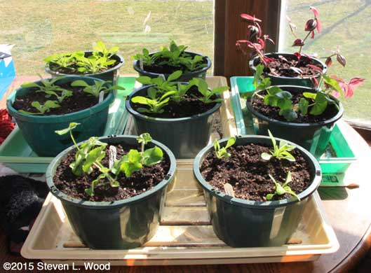 Plants in bay window (on dining room table)