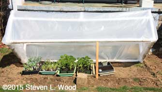 Transplants under cold frame