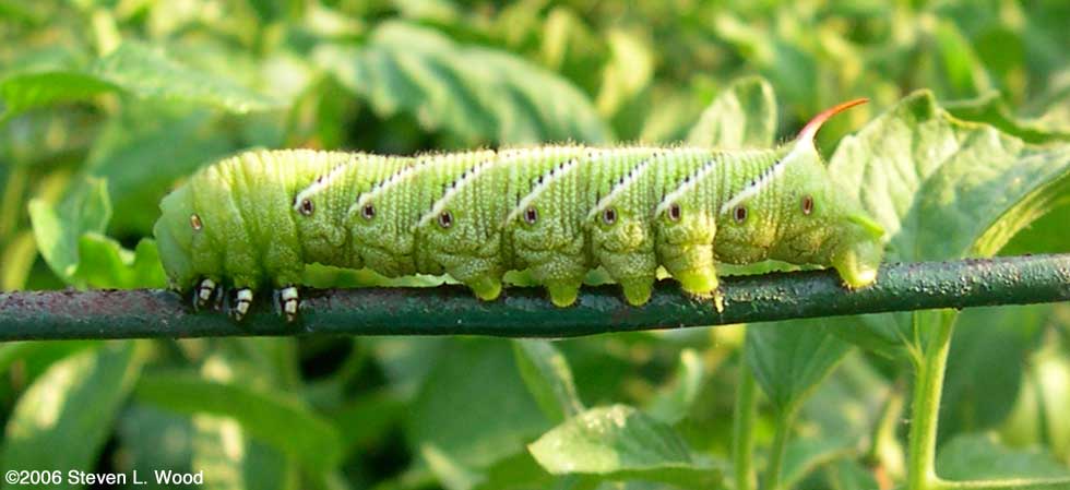 Tobacco Hornworm