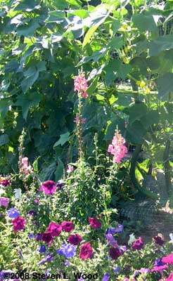 Cukes amongst flowers and peas