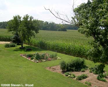 Maple obscures garden