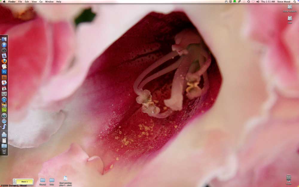 Cold frame plants, March 27, 2013