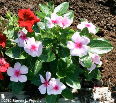 White and pink Vinca